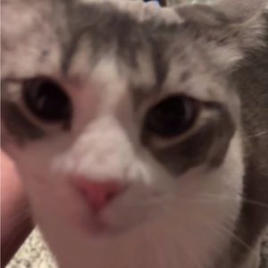 Meet your Posher, Ataley